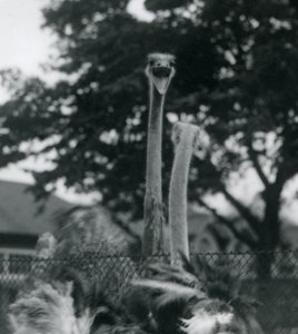 Two Ostriches Greet Each Other Over a Fence at London Zoo, 1923 by Frederick William Bond